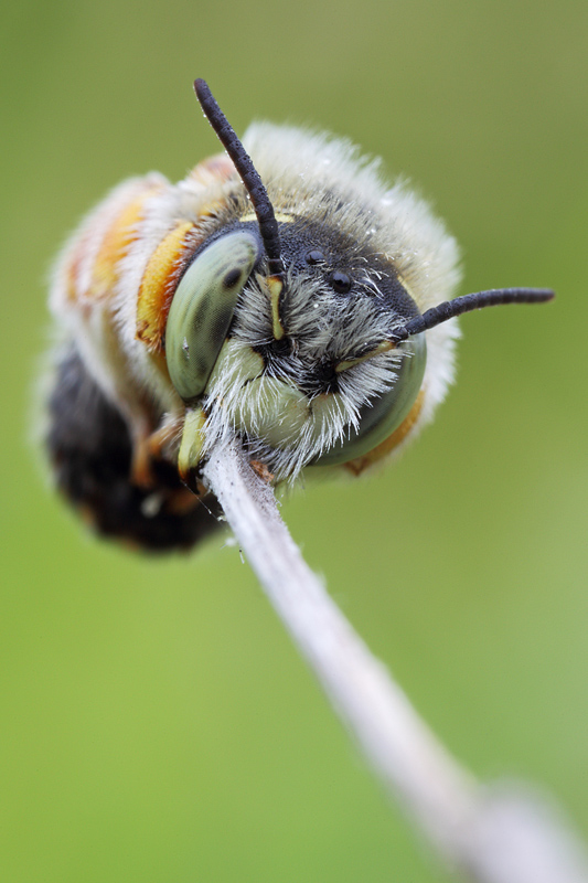 Apidae Megachilinae: cfr. Anthidium punctatum